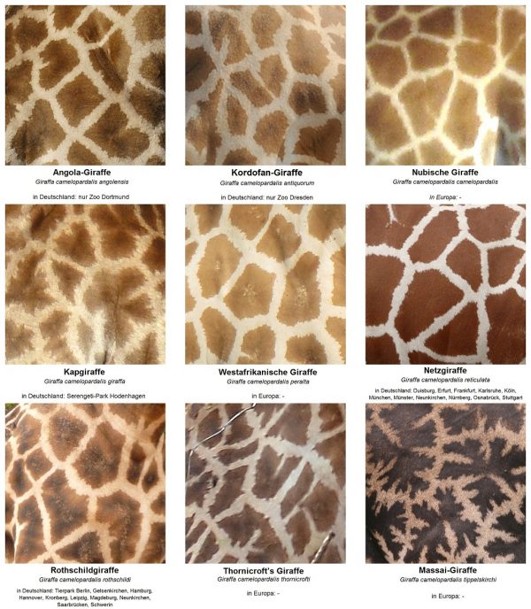 The_fur_pattern_of_all_nine_Giraffa_camelopardalis_subspecies - Kopie