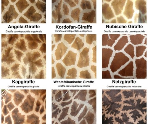 The_fur_pattern_of_all_nine_Giraffa_camelopardalis_subspecies - Kopie
