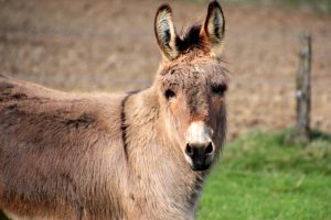 donkey-1331482_1920